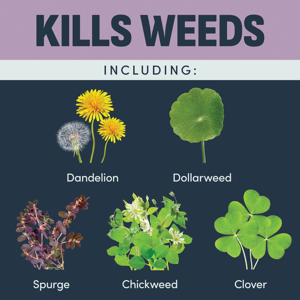 Image Southern Lawn 1 Qt. Concentrate Weed Killer Image 4