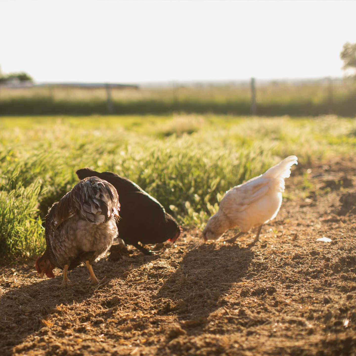Standlee Premium Western Forage Sweet Coop 5 Lb. Bedding Enhancer Image 7