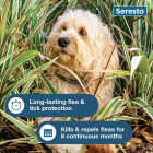 Seresto 8 Month Flea & Tick Collar for Dogs Up to 18 Lb. Image 3