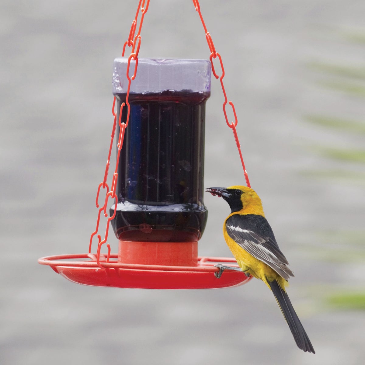 Perky-Pet 32 Oz. Plastic Jelly Jar Oriole Feeder Image 2
