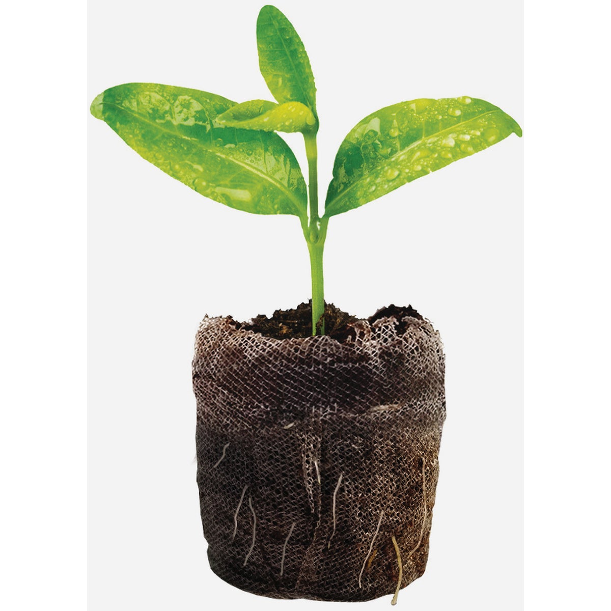 Jiffy Compressed Peat Pot Pellets (25-Pack) Image 2