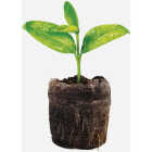 Jiffy Compressed Peat Pot Pellets (25-Pack) Image 2