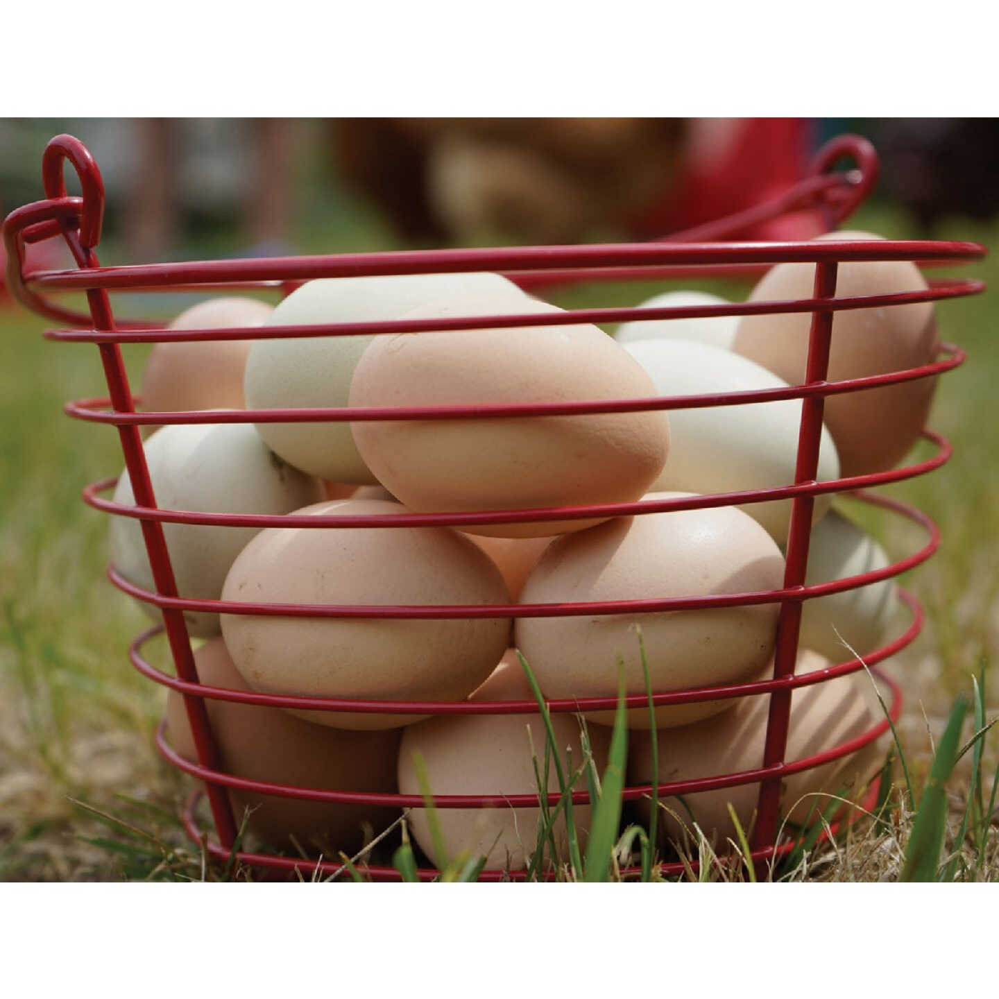 Stromberg's Large Red Egg Basket Image 3