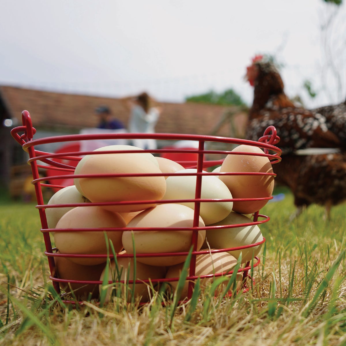 Stromberg's Large Red Egg Basket Image 2