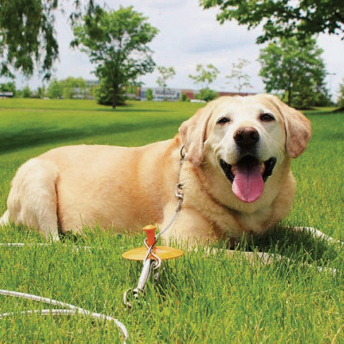 Boss Pet Guardian Gear XL Dog Stake & Tie-Out Combo, 30 Ft. Image 2