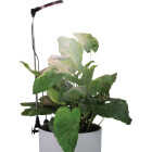 Mossify 10W LED Black Adjustable Height LED Plant Light Image 3