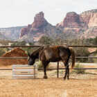 Tarter 100 Gal. Zinc-Coated Steel Galvanized Stock Tank Image 3