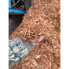 Groundcovers International 2 Cu. Ft. Shredded Western Red Cedar Mulch Image 2