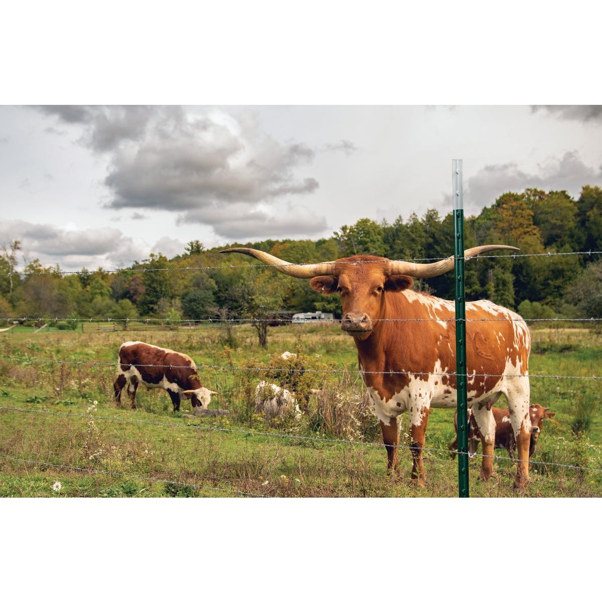 Franklin Industries 6 Ft. Steel 1.33 Lb./Ft. Fence T-Post Image 2
