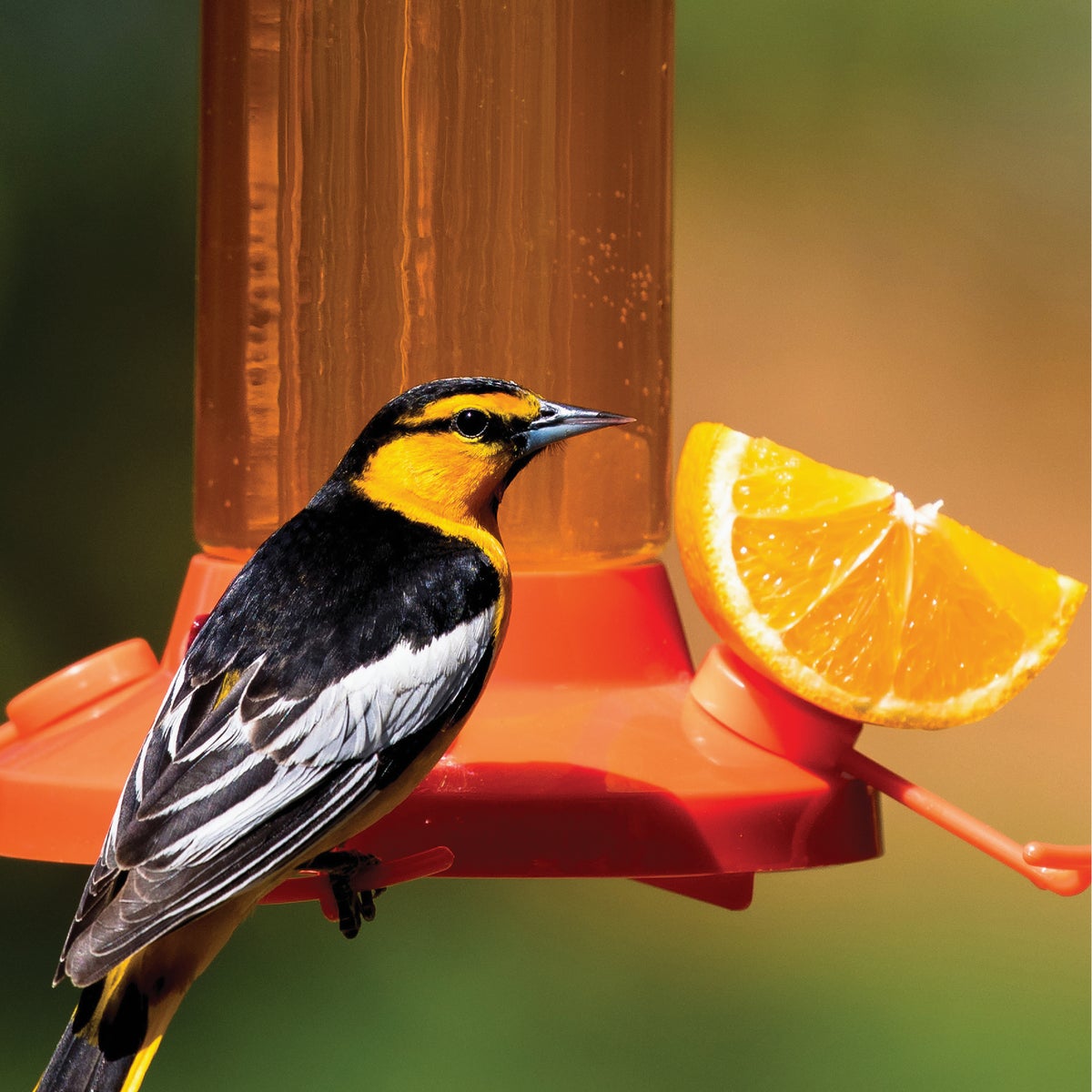 Perky-Pet 27 Oz. Plastic Vine Oriole Feeder Image 3