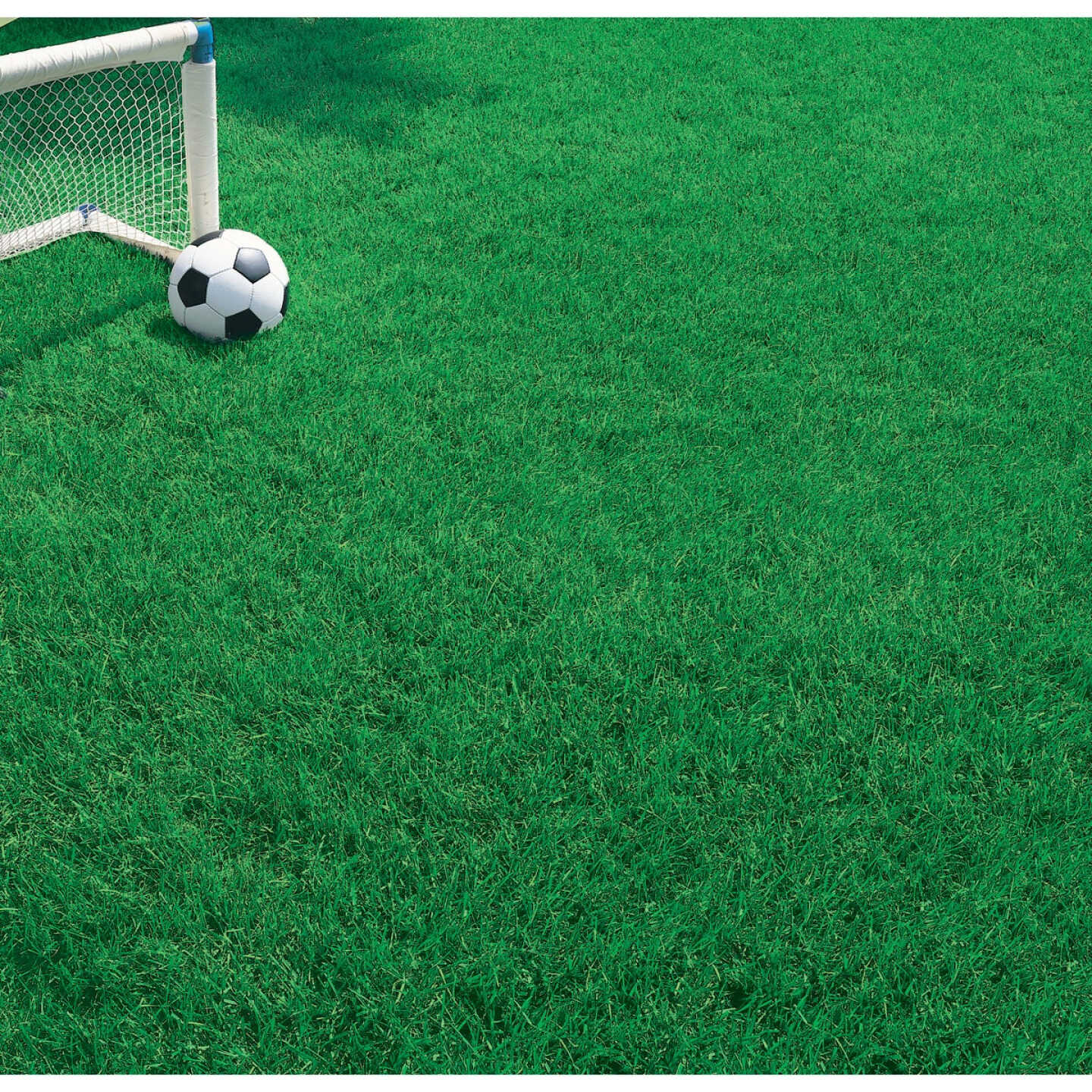 Wonderlawn Quick Lawn 3 Lb. 900 Sq. Ft. Coverage Annual & Perennial Ryegrass Grass Seed Image 3