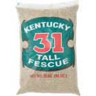 Barenbrug 5 Lb. 1000 Sq. Ft. Coverage Kentucky 31 Tall Fescue Grass Seed Image 1