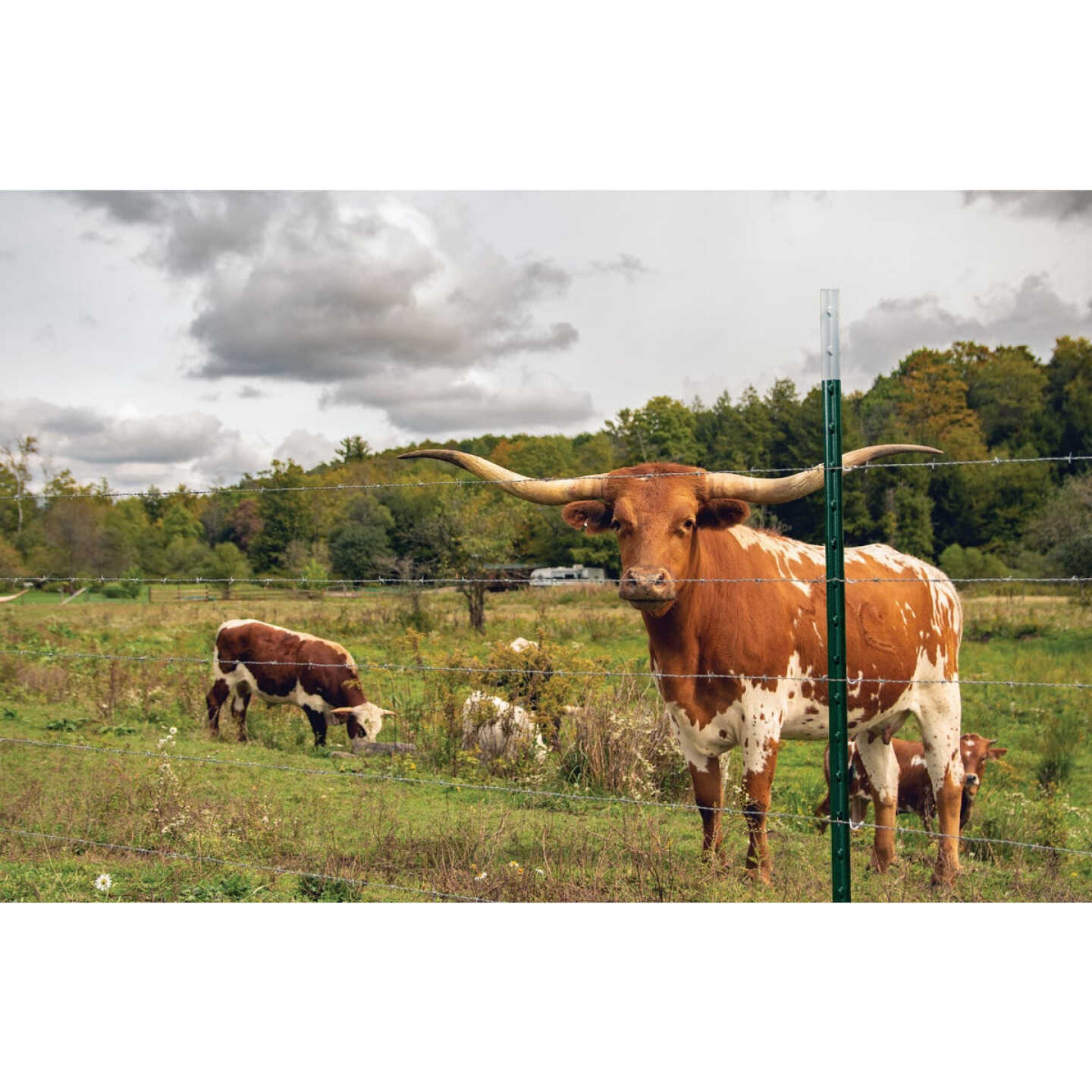 Franklin Industries 7 Ft. Steel 1.33 Lb./Ft. Fence T-Post Image 2