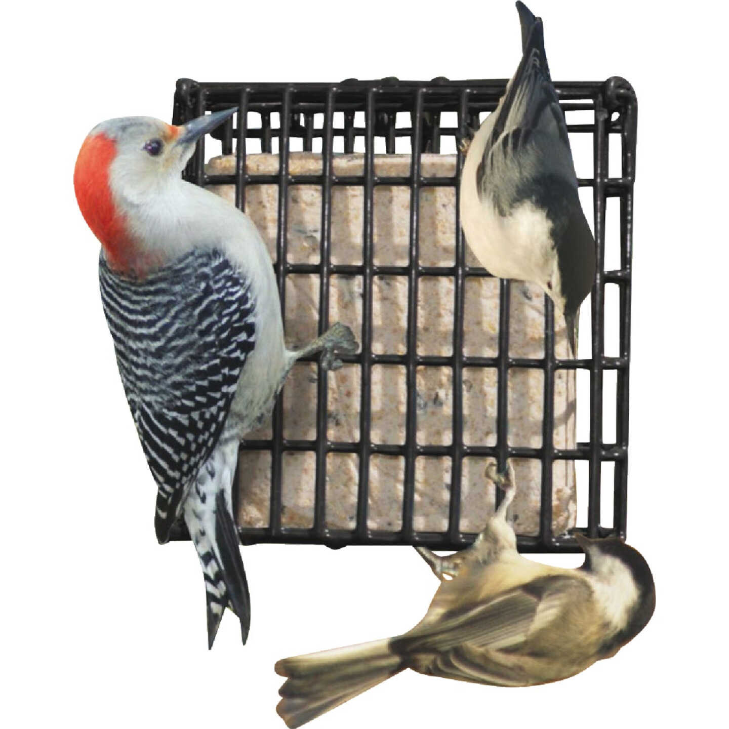 Wildlife Sciences Songbird Treats 1.75 Lb. Woodpecker Crunch Seed Bar Image 1