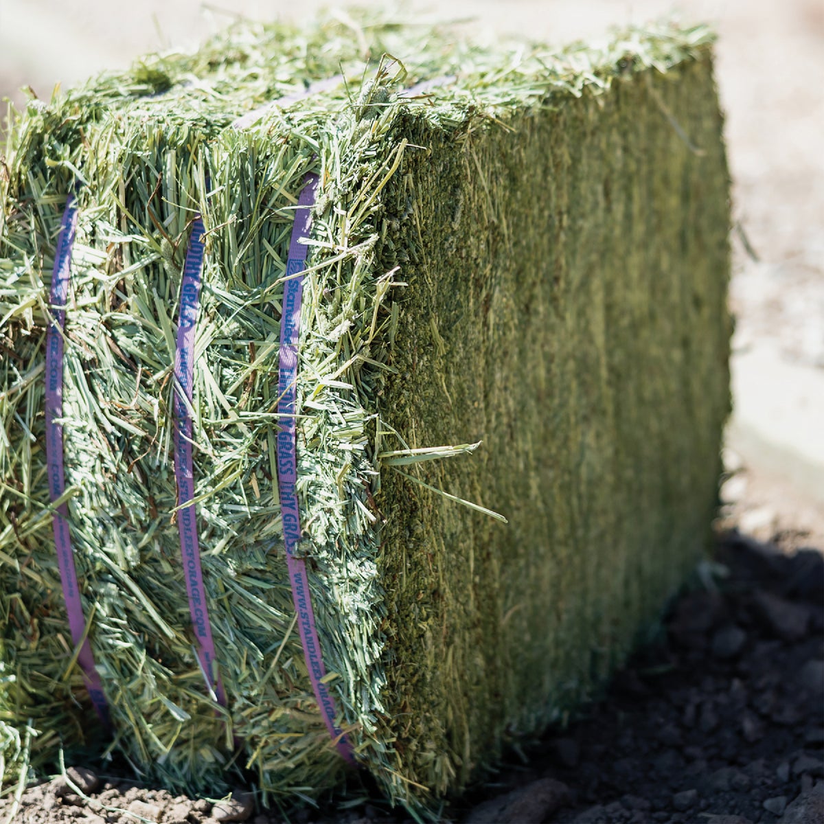 Standlee Premium Western Forage 50 Lb. Premium Timothy Grab & Go Compressed Bale Image 6