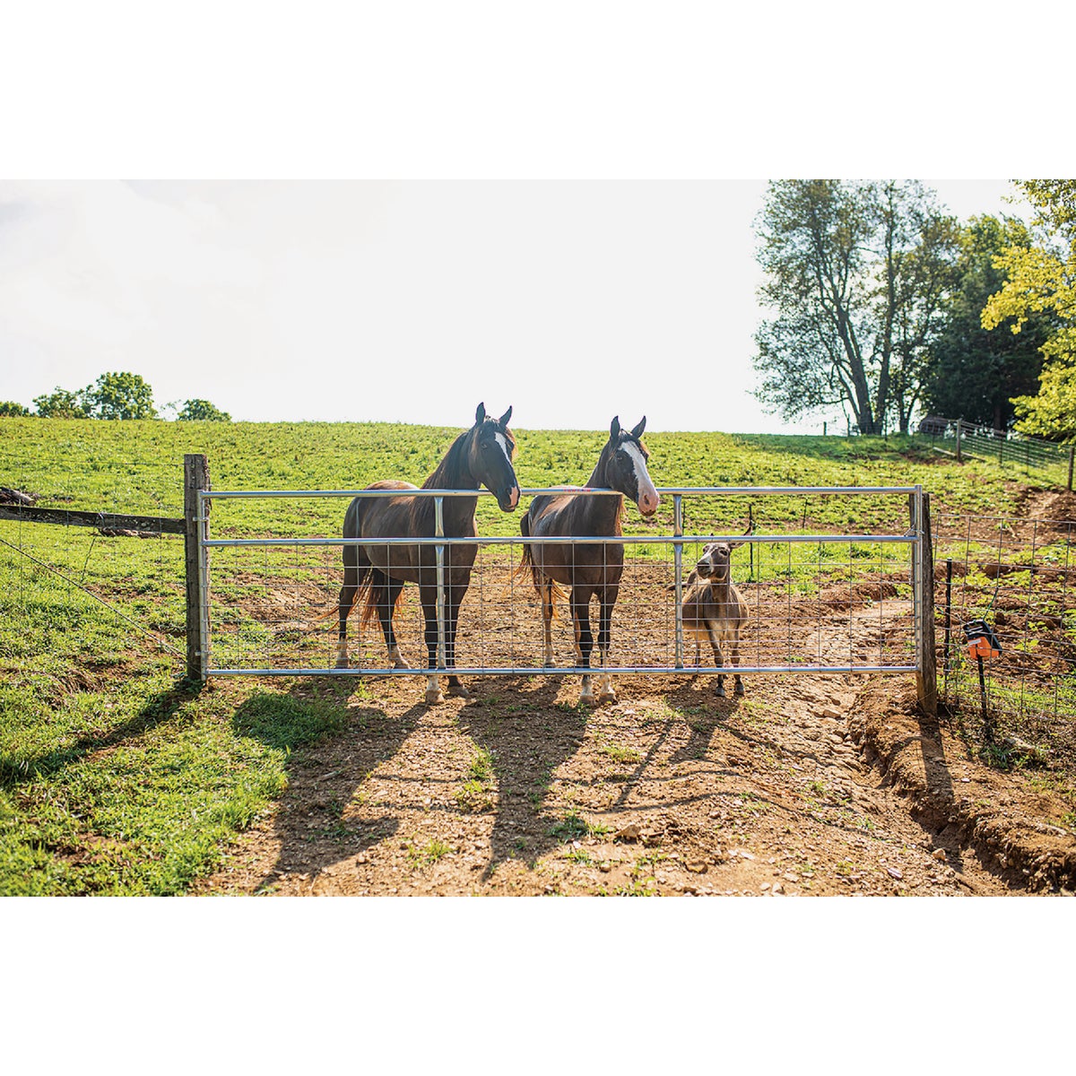 Tarter Watchman 50 In. H. x 16 Ft. L. x 1-3/4 In. Tube Diameter Galvanized Tube Gate Image 2