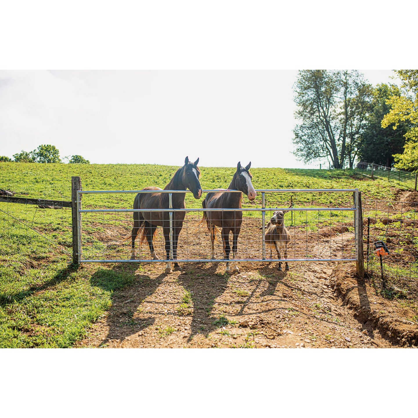 Tarter Watchman 50 In. H. x 16 Ft. L. x 1-3/4 In. Tube Diameter Galvanized Tube Gate Image 2