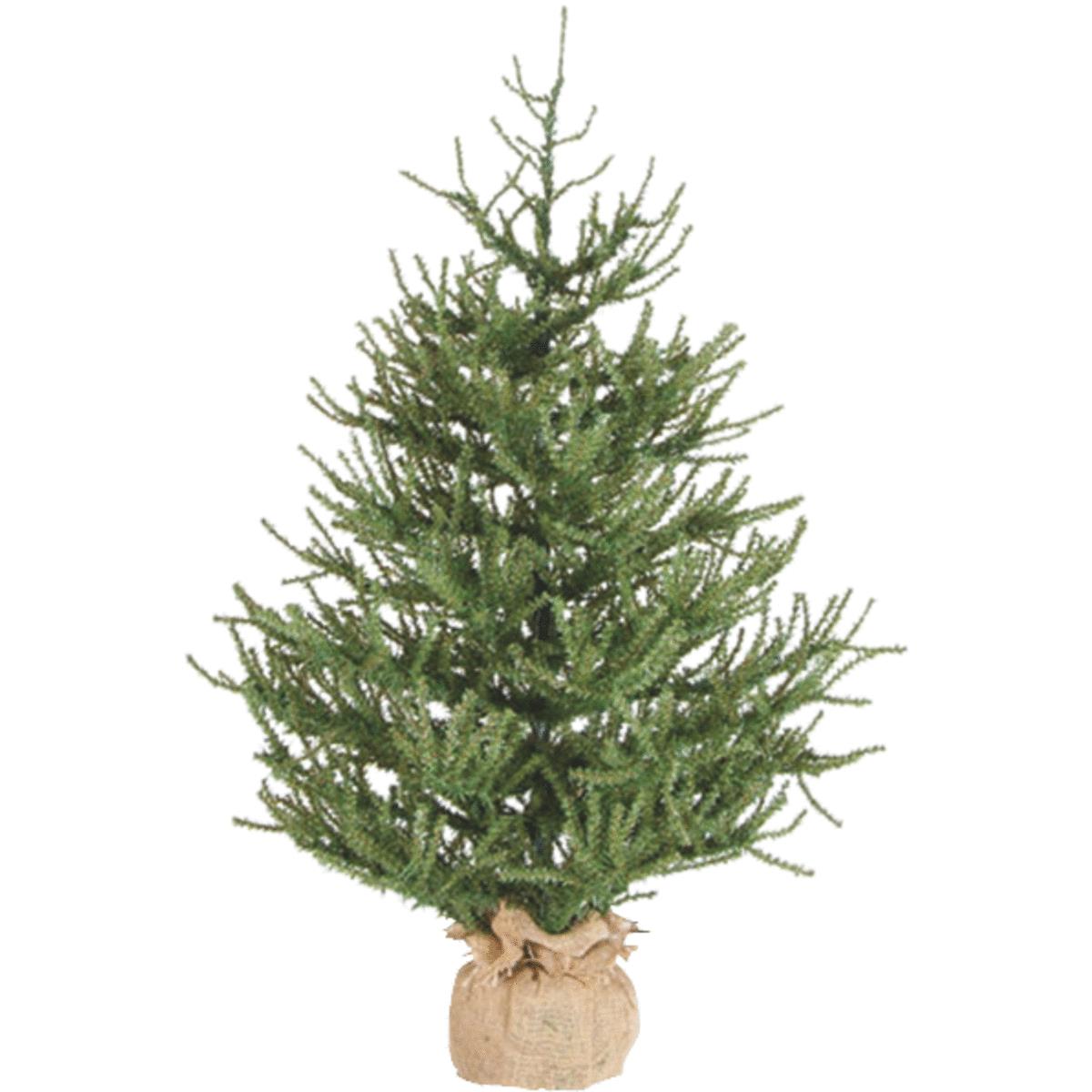 36" PISTOL PINE TREE